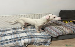 American Bulldog dogs for sale: Thor 5 months male American bulldog  - Image 6
