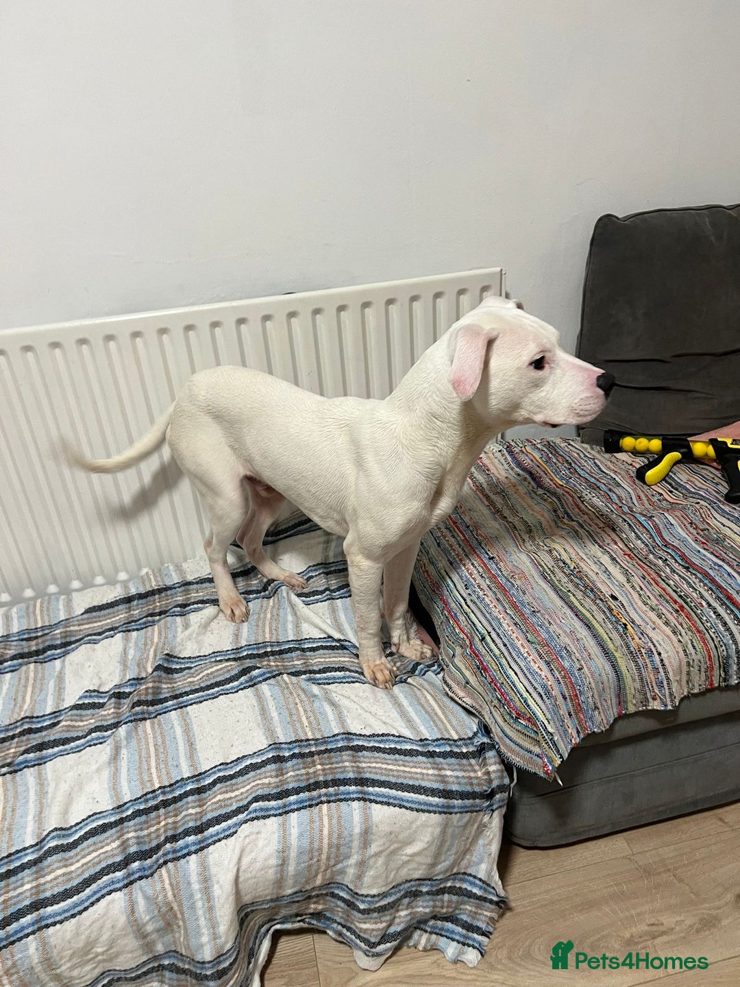 American Bulldog dogs for sale: Thor 5 months male American bulldog  - Image 6