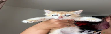 British Shorthair(red collar)
