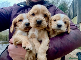 Cockapoo dogs Beautiful F1 cockapoo puppies - Advert 17