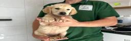 Golden Retriever dogs for sale: KC registered golden retriever puppies ready now. - Advert 6