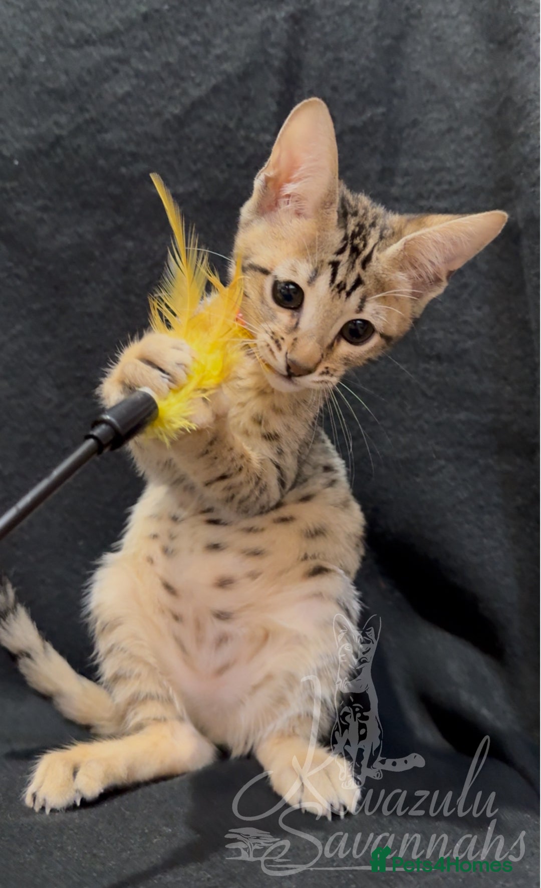 Savannah cats for sale: 12 Weeks Old 5*! -Exceptional Quality Tica Registr - Advert 11