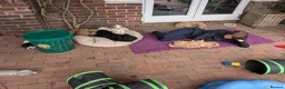 Goldendoodle dogs for sale: 🐾 Beautiful Standard Goldendoodle Puppies 🐾 - Advert 6