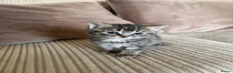 Mixed Breed cats for sale: Grey and black striped kittens For Sale - Advert 14