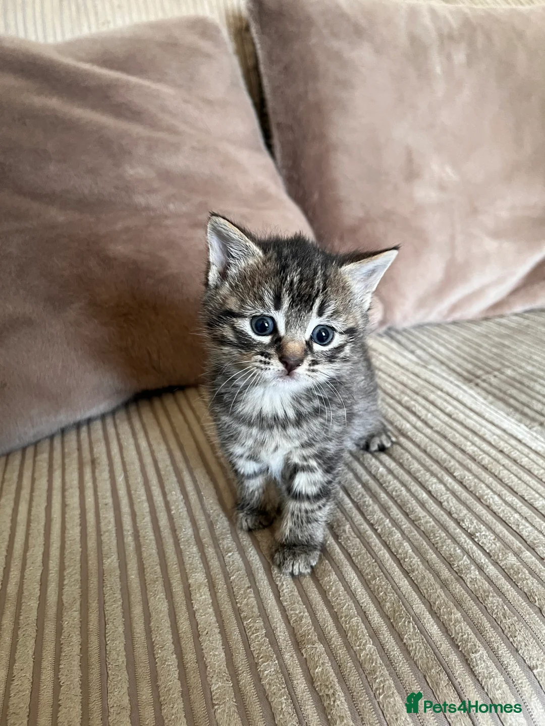 Mixed Breed cats for sale: Grey and black striped kittens For Sale - Advert 14