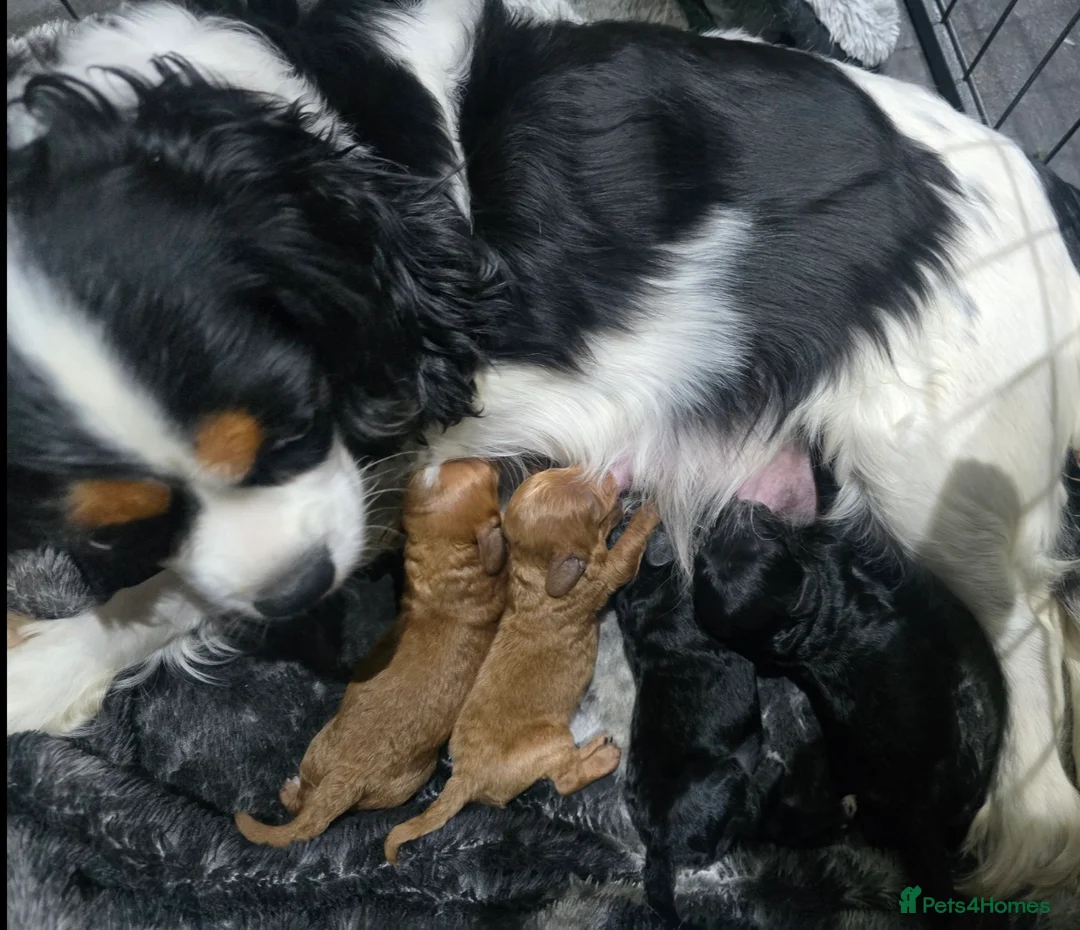 Cavapoo dogs for sale: 🩷🩵SMALL TOY🐶CAVAPOO PUPS🐶HEALTH DNA TESTED🩵🩷 - Advert 9