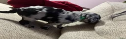 Double Doodle dogs for sale: Adorable Double Doodles - blue Merle, choc, black - Advert 21