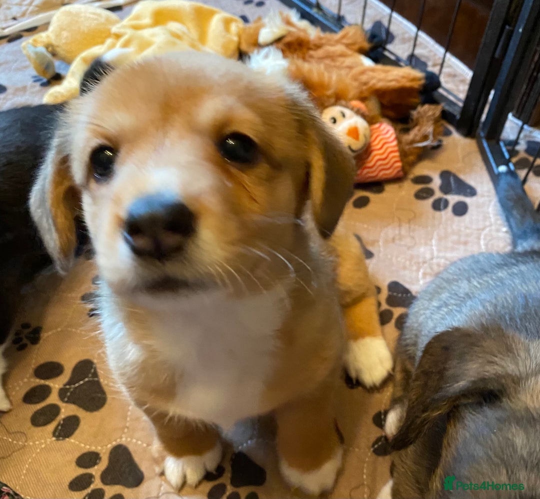 Welsh Corgi Cardigan dogs for sale: Welsh Cardigan Corgis by 5 ⭐️ Licensed Breeder - Advert 16