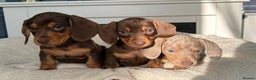 Dachshund dogs for sale: STUNNING MINI KC REG PRA CLEAR - Advert 5