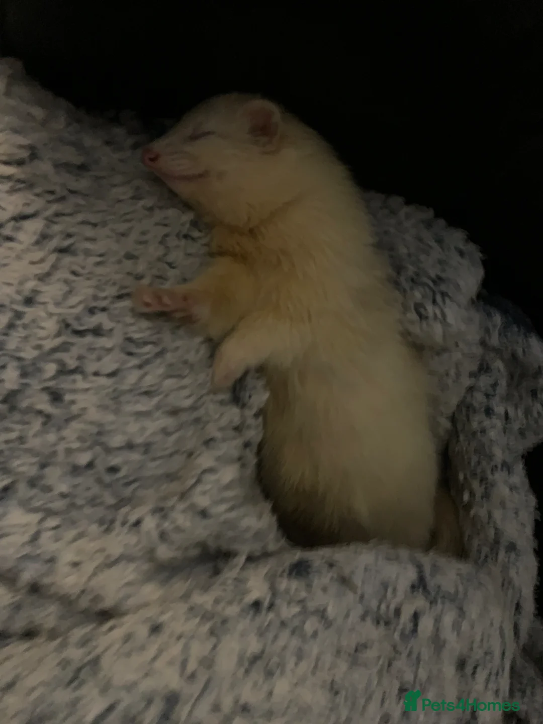 Ferret rodents for sale: Albert the male ferret  in Bridport - Advert 2