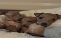 Italian Greyhound dogs for sale: Italian Greyhound Puppies  - Image 4