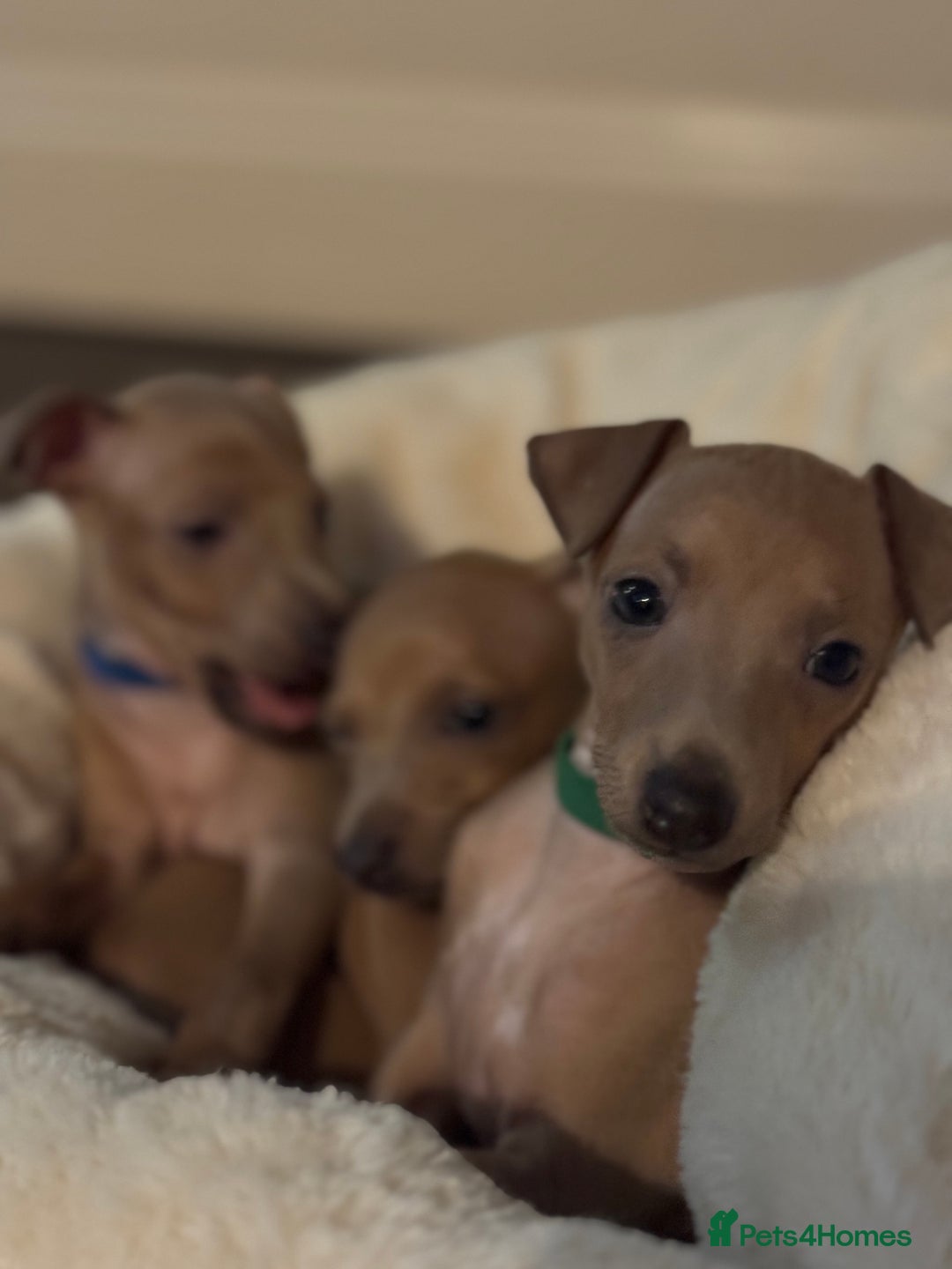 Italian Greyhound dogs for sale: Italian Greyhound Puppies  - Image 4