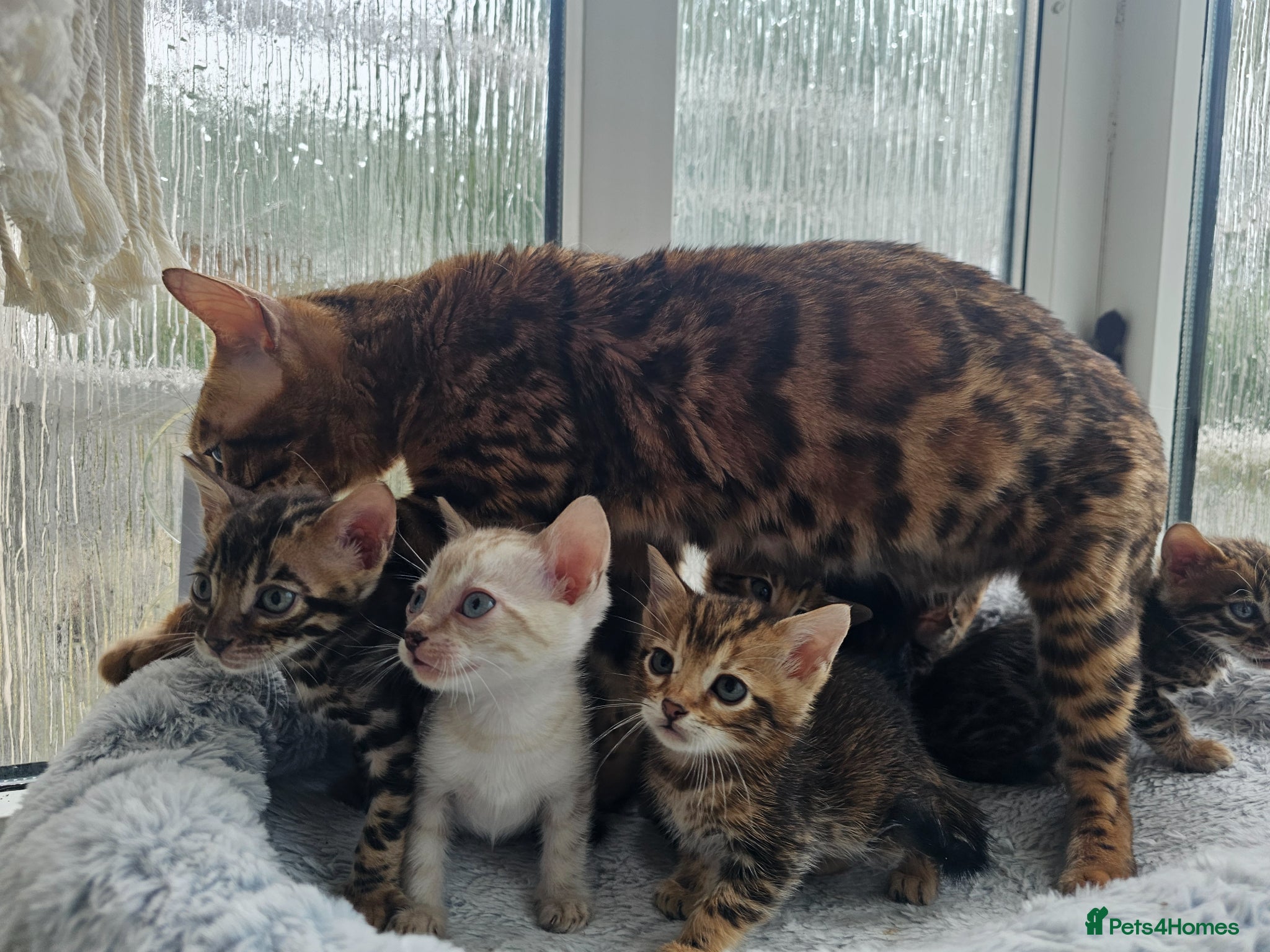 Bengal cats Stunning Bengal Kittens - Advert 10