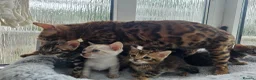 Bengal cats for sale: Stunning Bengal Kittens - Advert 6