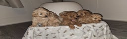 Cavapoo dogs for sale: F1B Cavapoo puppies  - Advert 4