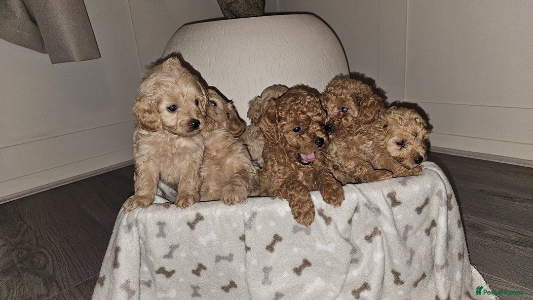Cavapoo dogs for sale: F1B Cavapoo puppies  - Advert 4