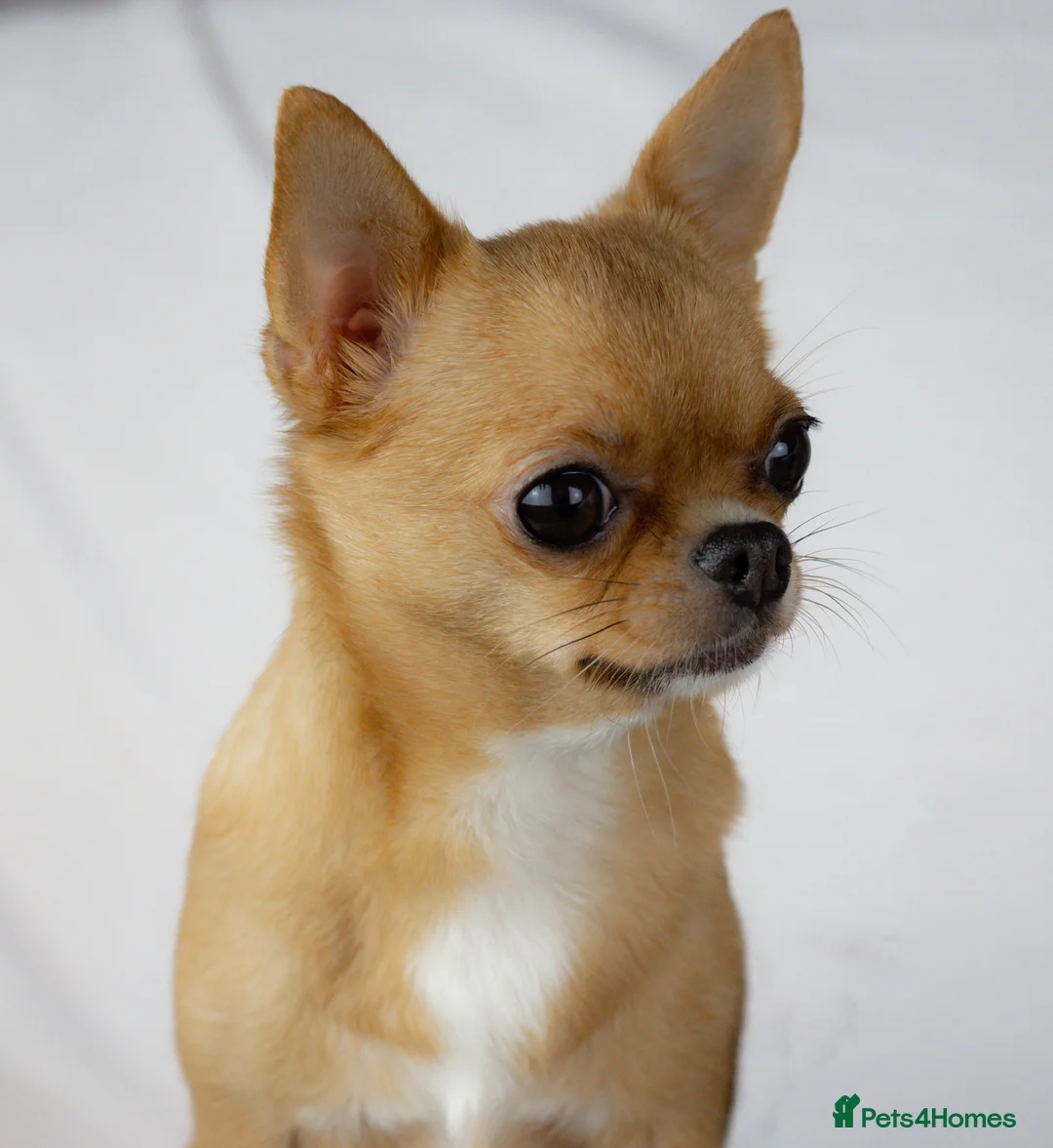Chihuahua dogs for sale: Short- haired Chihuahua girls - Advert 16