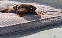 Miniature Dachshund dogs for sale: Lovely Miniature Dachshund Puppies - Image 4