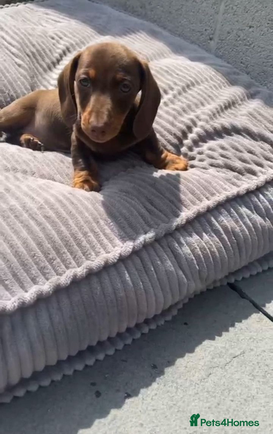 Miniature Dachshund dogs for sale: Lovely Miniature Dachshund Puppies - Image 4