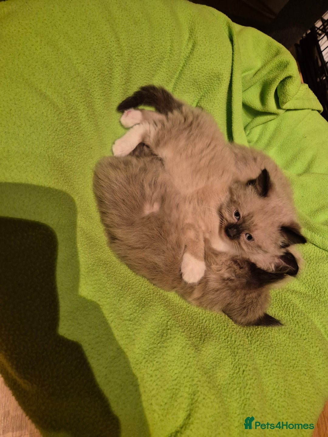 Mixed Breed cats for sale: Half Ragdoll kittens  - Advert 7