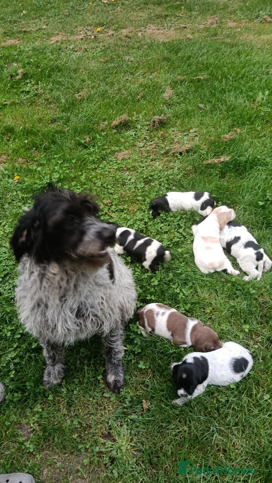 Mixed Breed dogs Fen-Spaniel litter for sale  - Advert 1