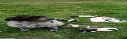 Mixed Breed dogs for sale: Fen-Spaniel litter for sale  - Advert 1