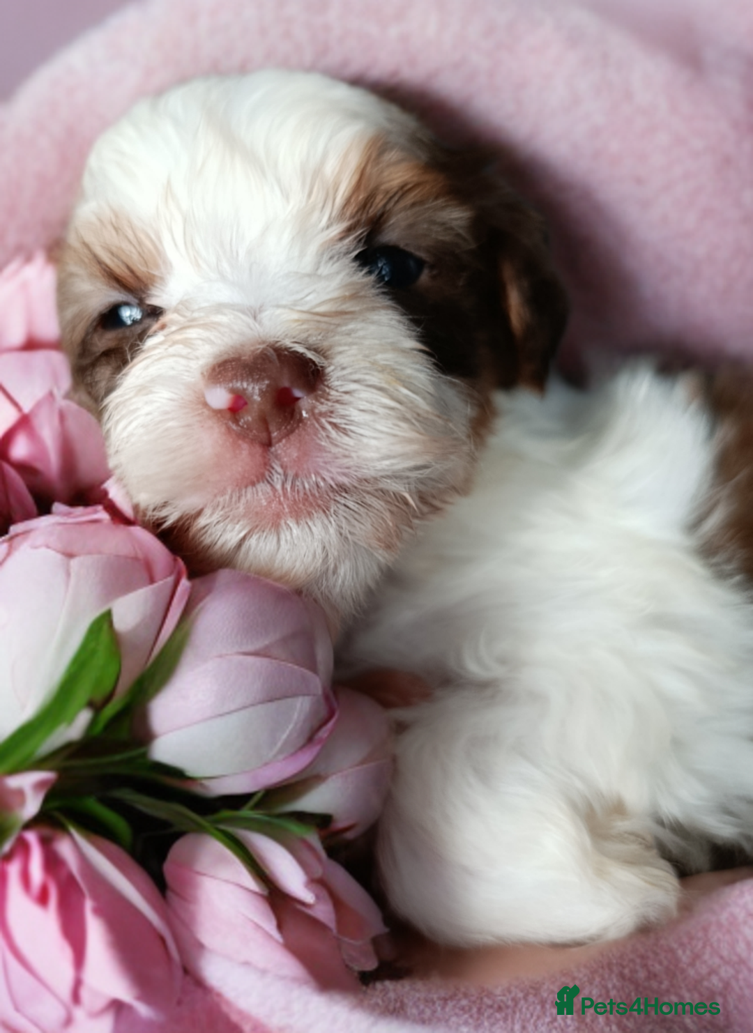 Yorkshire Terrier dogs for sale: Yorkshire terrier-Biro- Biewer-White Ocean Pearl🐶 - Advert 14