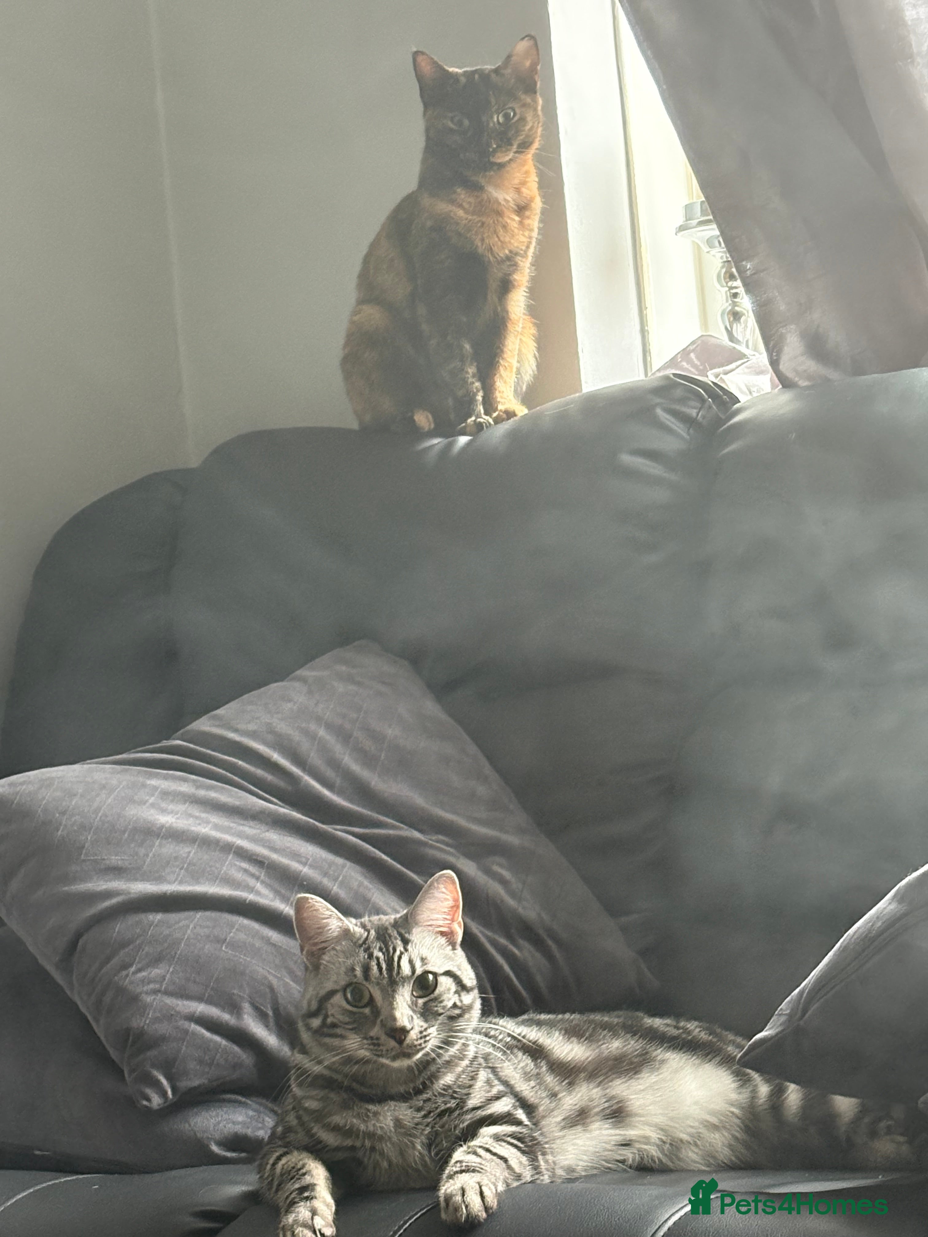 Mixed Breed cats 2 cats for rehome  - Advert 9