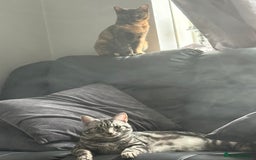 Mixed Breed cats for sale: 2 cats for rehome  - Image 1