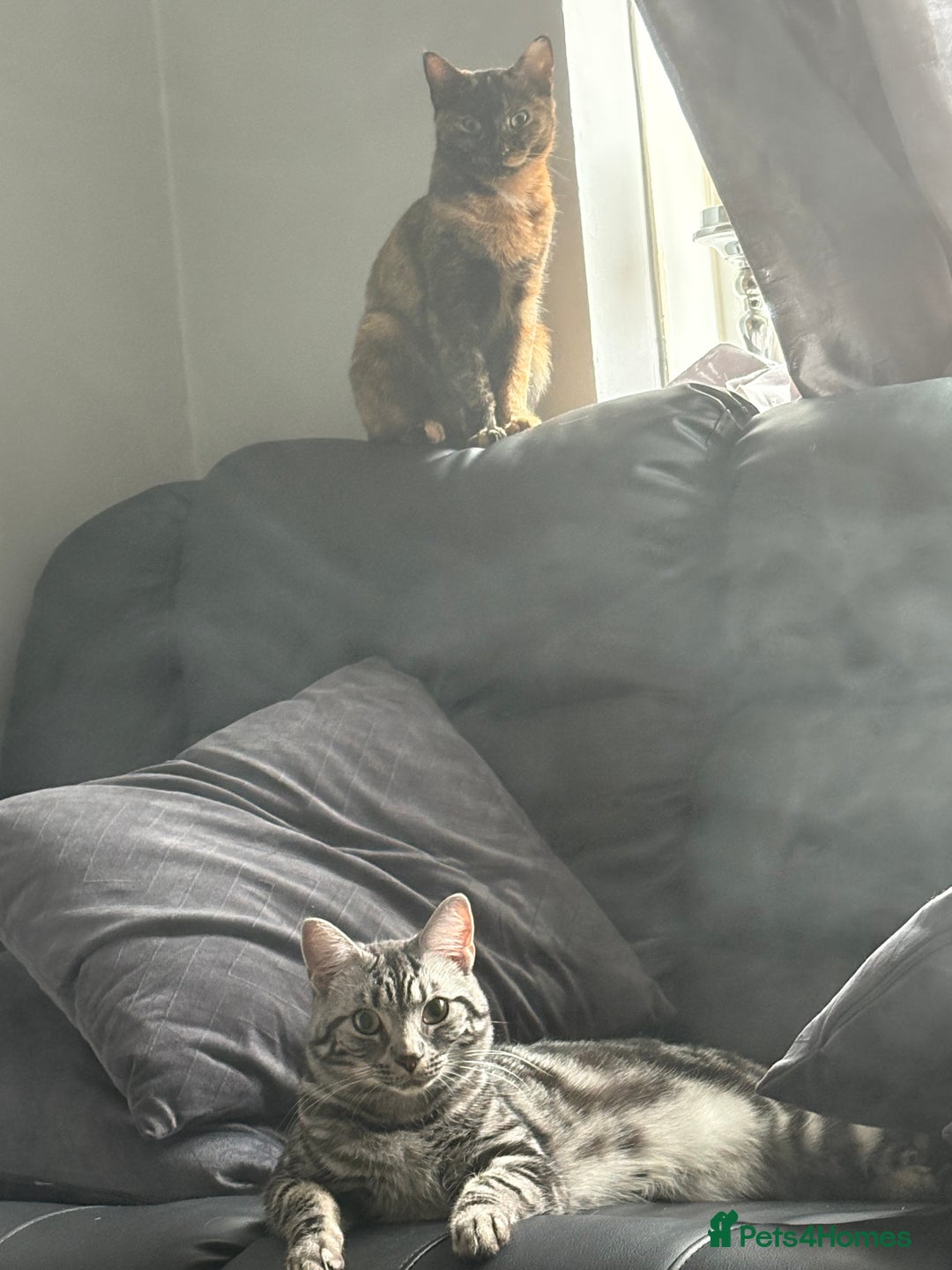 Mixed Breed cats for sale: 2 cats for rehome  - Image 1