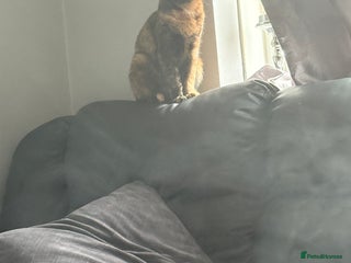 Mixed Breed cats - Advert 29