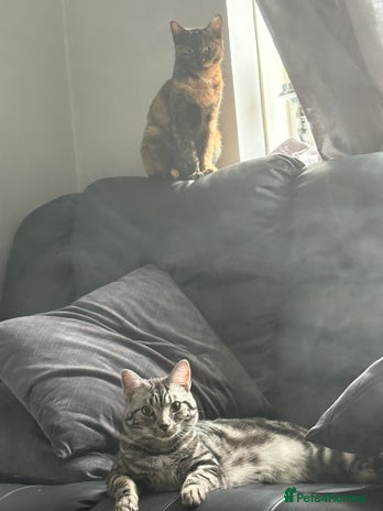 Mixed Breed cats - Advert 13