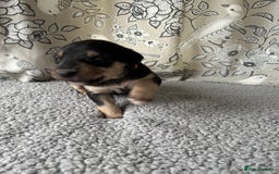 Lurcher dogs for sale: Beddy/whippet/greyhound  - Advert 4