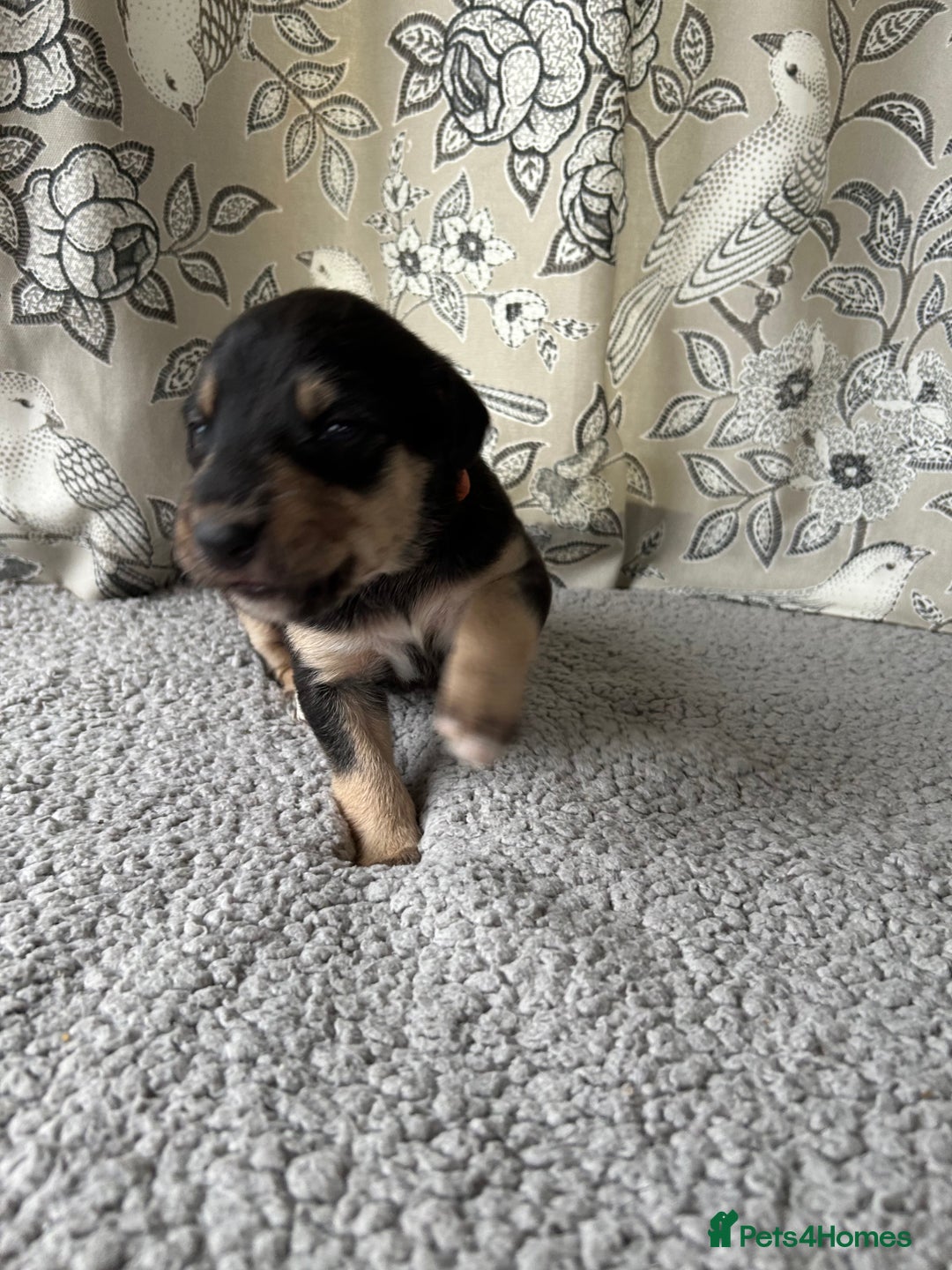 Lurcher dogs for sale: Beddy/whippet/greyhound  - Advert 4