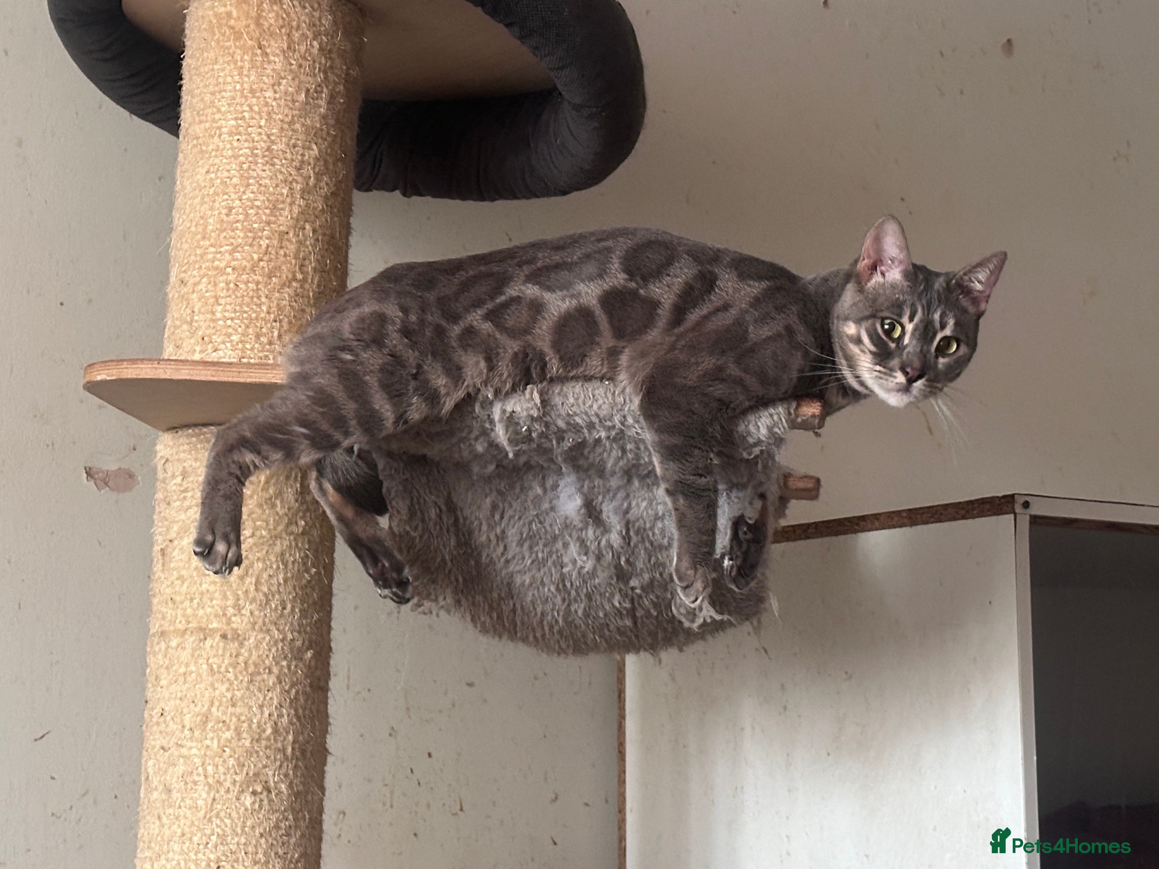 Bengal cats Retired breeding females - Advert 2