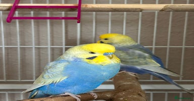 Budgerigars birds - Advert 11
