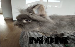Lionhead rabbits for sale: Pure Breed Fluffy Double Mained Lionhead Kits - Image 13