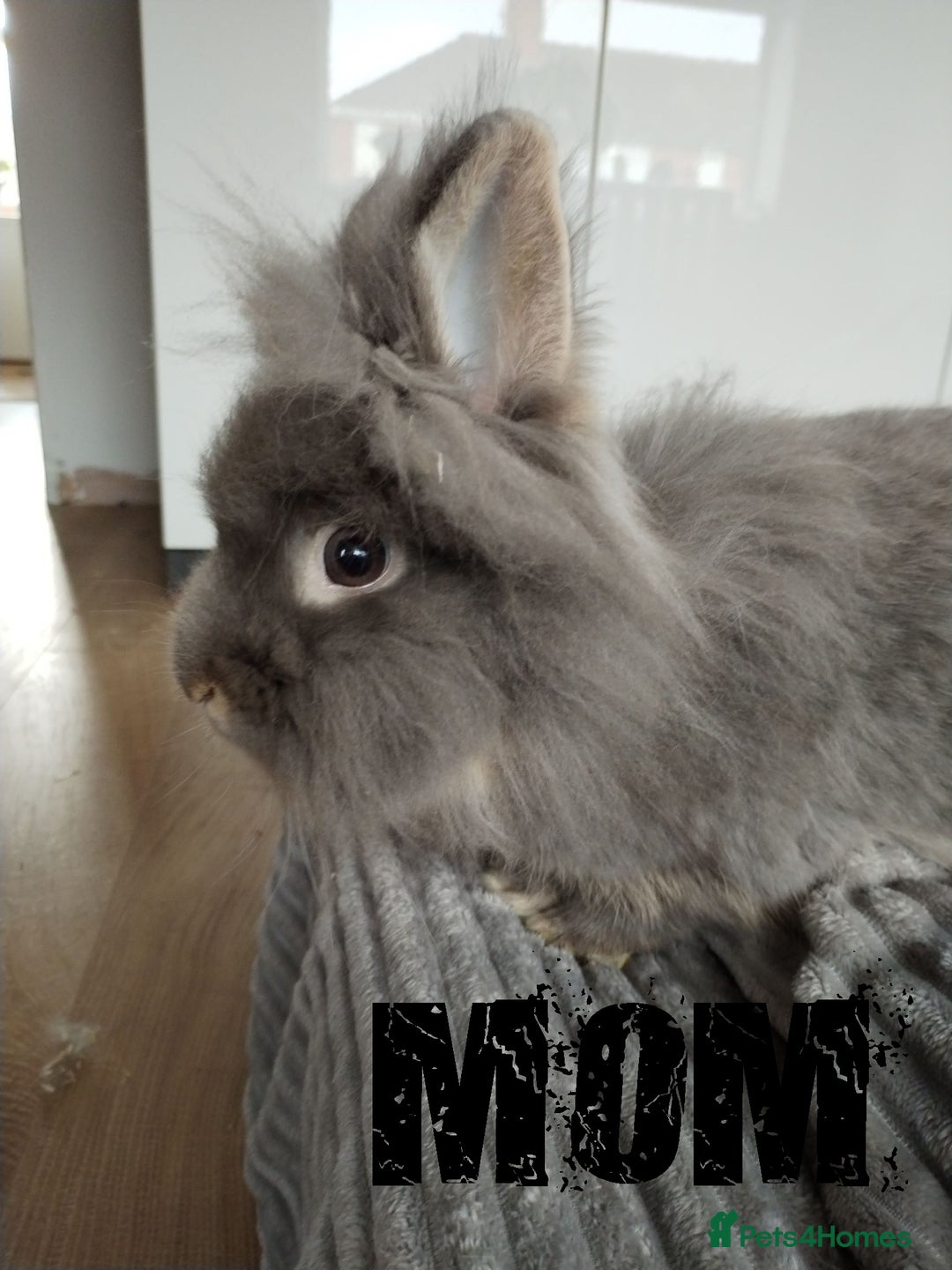 Lionhead rabbits for sale: Pure Breed Fluffy Double Mained Lionhead Kits - Image 13