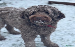 Labradoodle dogs for sale: Labradoodle 12th+ generation  - Image 15