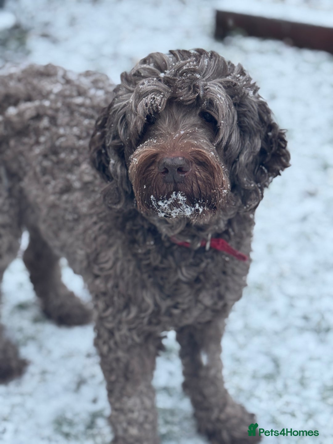 Labradoodle dogs for sale: Labradoodle 12th+ generation  - Image 15