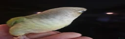 Conures birds for sale:  Hand readed Mooncheek Conure with Full Setup  in Montacute - Advert 4