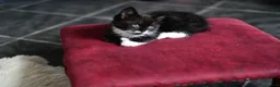 Mixed Breed cats for sale: Tuxedo Kitten looking 4 a home - Advert 5
