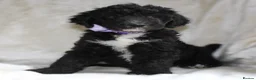 Sheepadoodle dogs for sale: F1 Sheepadoodle Puppies | 5* Licensed Breeder - Advert 23