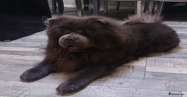 Chow Chow dogs - Advert 11