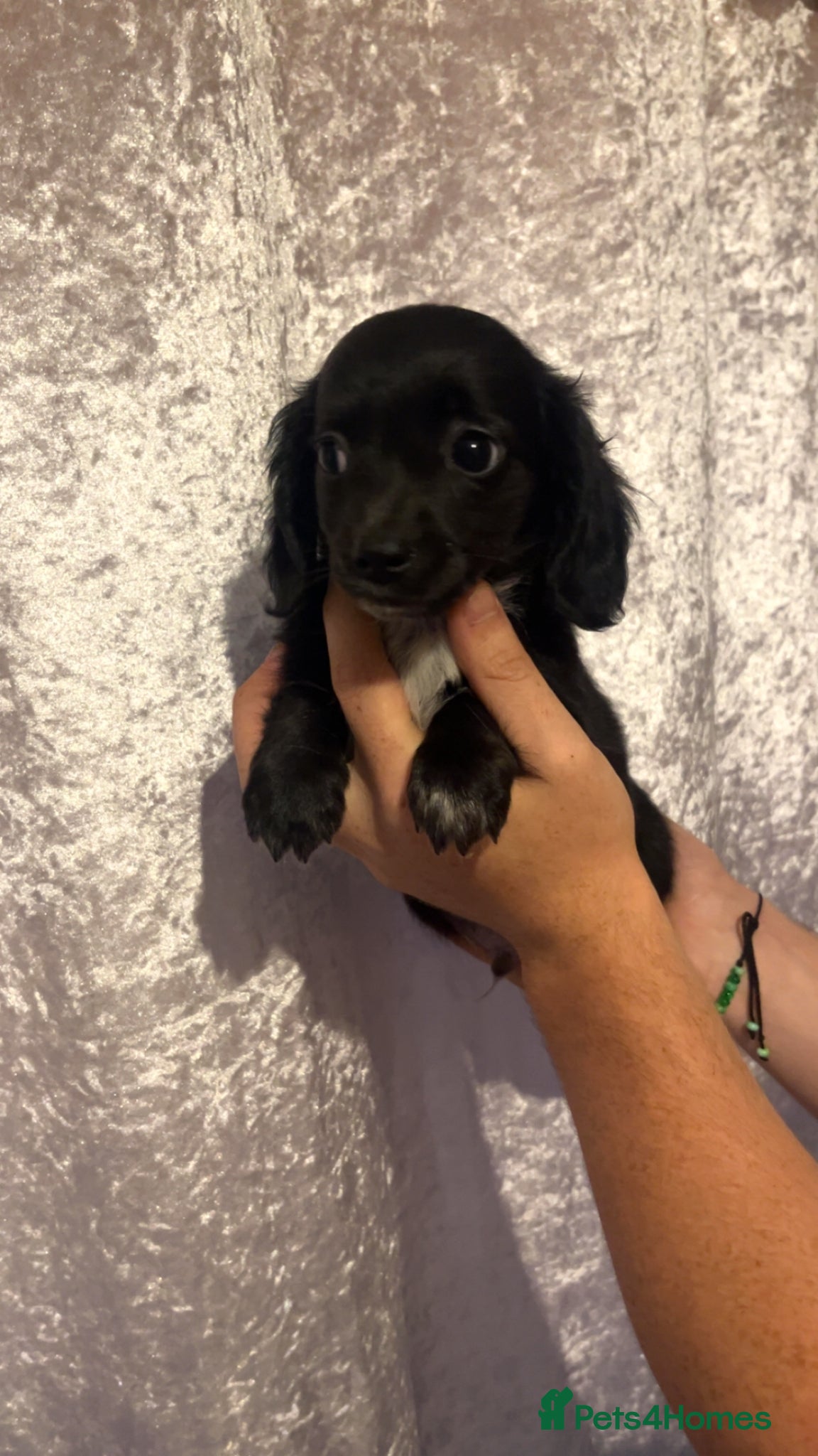Chiweenie dogs One beautiful Chiweenie boy  - Advert 1