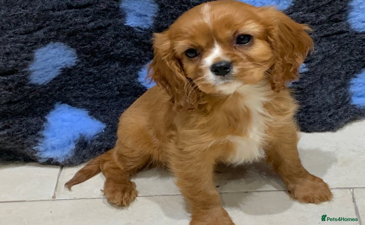 Cavalier King Charles Spaniel dogs - Advert 11