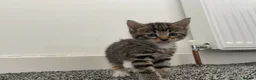 Mixed Breed cats for sale: Gorgeous kittens in Bonnybridge - Advert 5