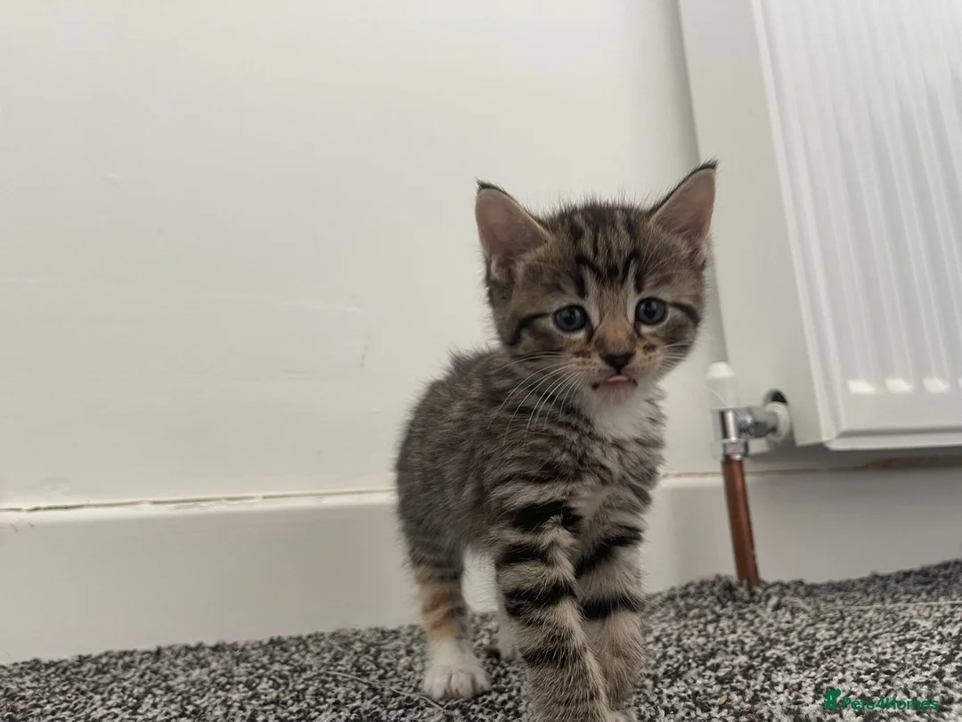 Mixed Breed cats for sale: Gorgeous kittens in Bonnybridge - Advert 5