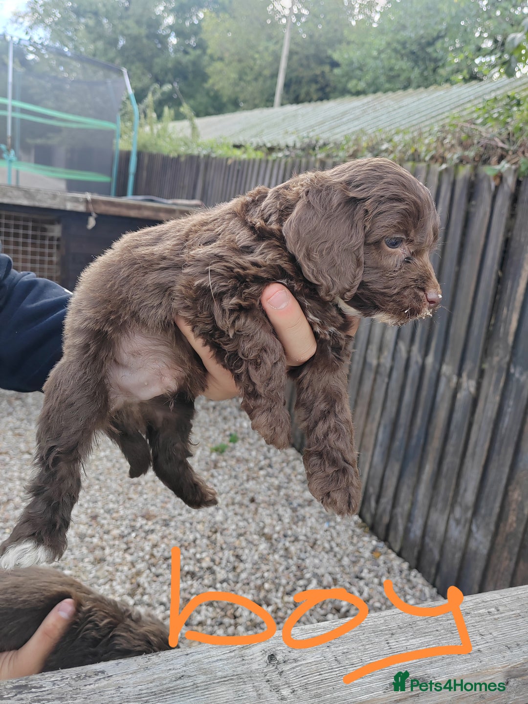 Cockapoo dogs for sale: Cookerpoo - Image 4