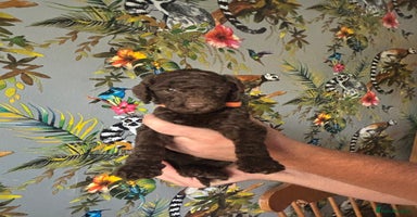 Standard Poodle dogs - Advert 15